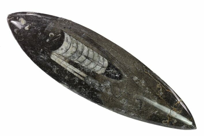 Polished Fossil Orthoceras (Cephalopod) - Morocco #138406